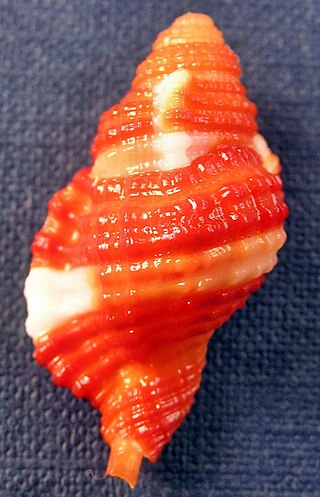 <i>Septa</i> (gastropod) Genus of gastropods