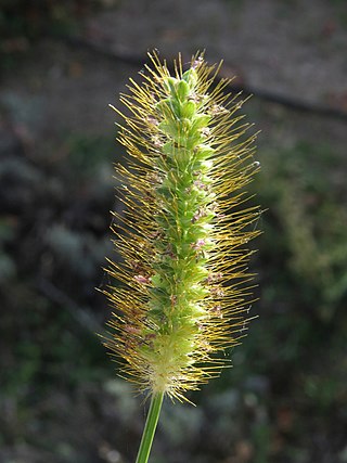 <i>Setaria pumila</i> Species of grass