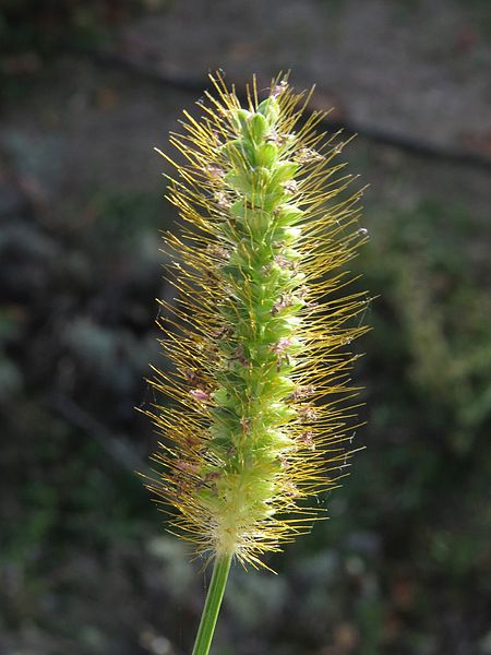 Setaria pumila, a species of Poaceae (the dominant plant family in grasslands)