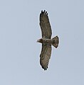 Short-Toed Snake Eagle (Circaetus gallicus) in Kawal WS, AP W IMG 2267.jpg