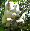 Silky Sifaka Male Infant Care.jpg