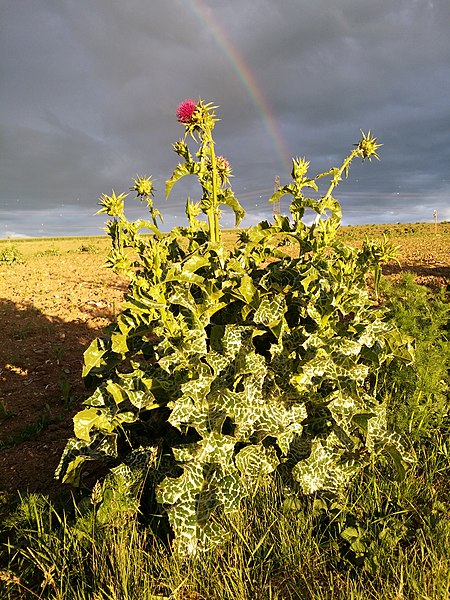 File:Silybum marianum sl13.jpg