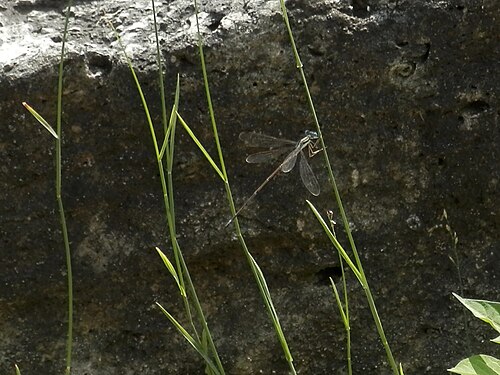 Damselfly (Zygoptera)