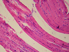 Founder cells and fusion-competent myoblasts connect to form multinucleated muscle fibres. Smooth muscle tissue.jpg