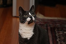 Sockington Sockington 002.jpg