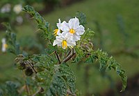 Solanum heterodoxum