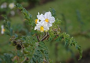 Afbeeldingsbeschrijving Solanum heterodoxum B.JPG.