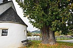 Large-leaved linden tree in Tiffen