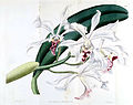 Cattleya crispa plate 1172 in: The Botanical Register (Orchidaceae), vol. 14, (1828)