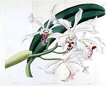 Софронит криппа (Cattleya crispa сияқты) - Бот. Рег. 14 пл. 1172 (1828) .jpg