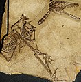 Sordes pilosus skeleton (cropped).JPG