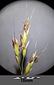 Inflorescence (detail) with spikelets