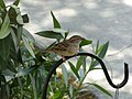 Sparrow on Lamp Post