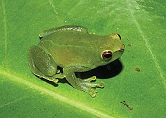 Description de l'image Sphaenorhynchus prasinus - Anurans from the RPPN Serra Bonita, Bahia State, Northeastern Brazil - 3 (cropped).jpg.