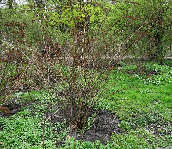 File:Spiraea bella Fomin1.jpg