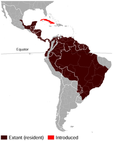 Spotted (Lowland) paca Cuniculus paca distribution map.png