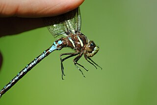 <i>Basiaeschna</i> Genus of dragonflies