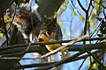Squirrel in tree eating an apple near the Ceramic and Metal Arts Building, University of Washington - 01.jpg