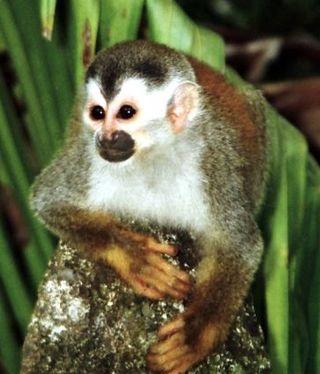 Small monkey with white face, black eyes and nose and dark head and widow's peak facing forward