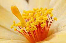 Style and stamens of Mammillaria beneckei flower Stamen of Fish hook Cactus.jpg