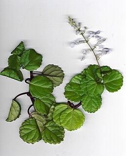 <i>Plectranthus verticillatus</i> species of plant