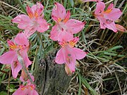 Starr 020701-0014 Alstroemeria sp..jpg