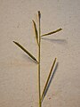 Starr 030405-0425 Paspalum scrobiculatum.jpg