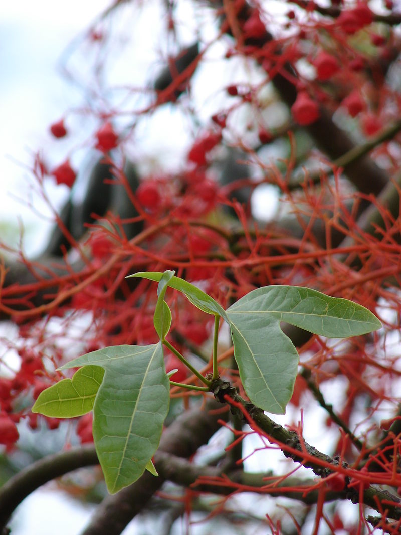Брахихитон дерево плоды