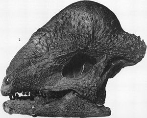 Skull of Stegoceras