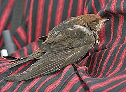Streaked-throated Swallow (Hirundo fluvicola) in Hyderabad, AP W IMG 2512.jpg