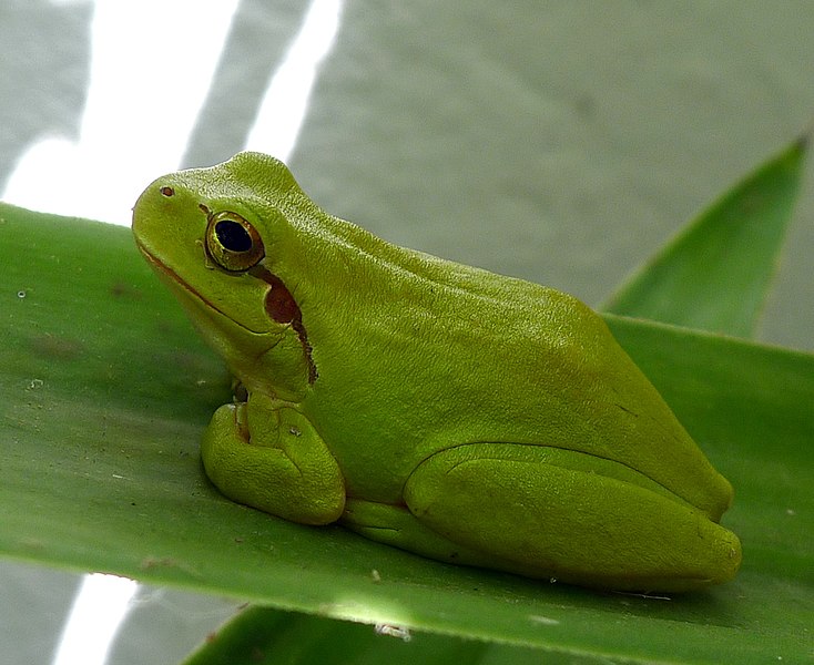 File:Stripeless Tree Frog - Hyla meridionalis - Flickr - gailhampshire (4).jpg