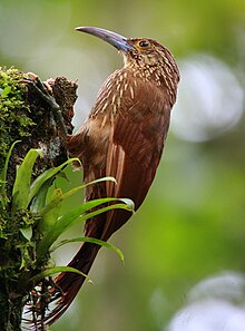 Kuat-ditagih woodcreeper 2.jpg