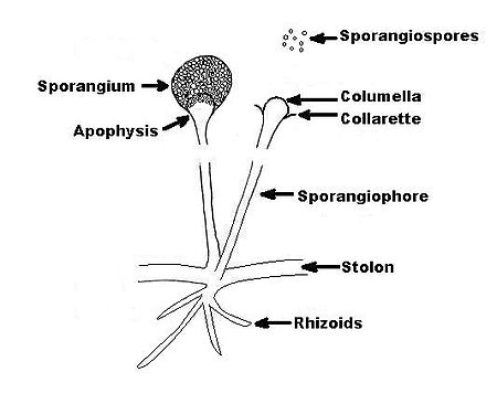 Rhizopus