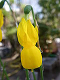 Blüte von Narcissus lusitanicus