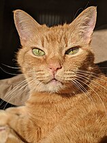 Orange Leopard Cat Masks