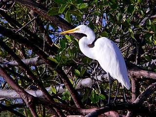 A great egret watching from a mangrove as the sun rises