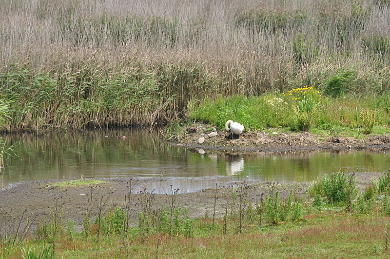File:Swans in Marazion Marsh (7434).jpg