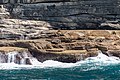 Sydney (AU), Coast, New Zealand sea lions -- 2019 -- 3484.jpg