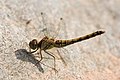 Sympetrum striolatum, ♀