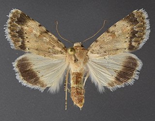 <i>Sympistis benjamini</i> Species of moth