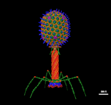 Bacteriophage Virus that infects and replicates within bacteria