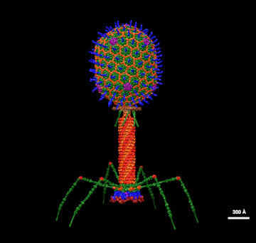 Bactériophage