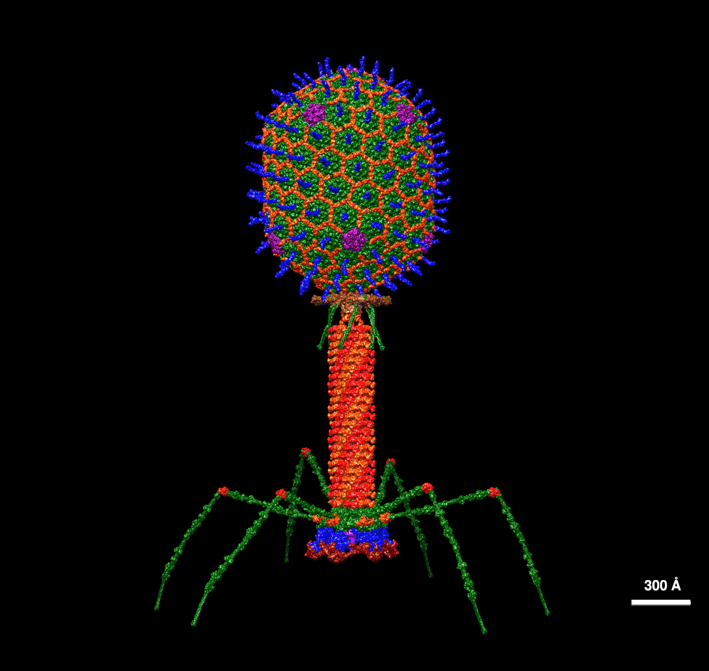 Bacteriophage-avatar
