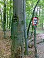 Miesto vzdialené 1 km od rázcestia lesnou cestou smerom vľavo, červená tabuľa, vedľa sa nachádza strom s krížom, N:48°24.483, E:17°16.050
