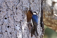 Fotografie stromu s dírou, před kterou sedí nevelký pták s modrým opeřením
