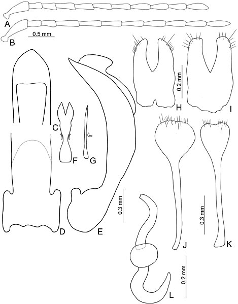 File:Taiwanoshaira taipingshanensis (10.3897-zookeys.944.53099) Figure 7.jpg