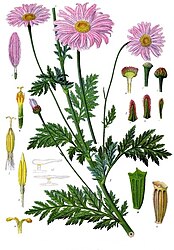 Tanacetum coccineum (Willd.) Grierson [syn.: Chrysanthemum roseum Web. & Mohr.]