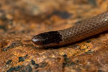 Smith's black-head snake (Tantilla hobartsmithi), El Paso County, Texas (July, 2021) Tantilla hobartsmithii head.jpg