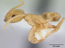 Tapinoma luteum casent0178240 profili 1.jpg