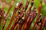 Thumbnail for Tayloria (plant)